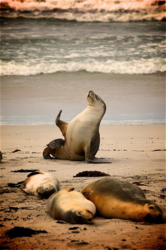 Sealion on seashore waving hello