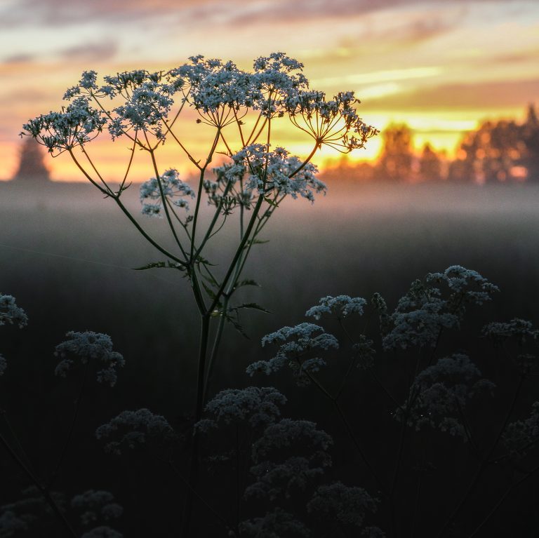 Juhannus Midsummer Finland In A Nutshell Xclusive Finland